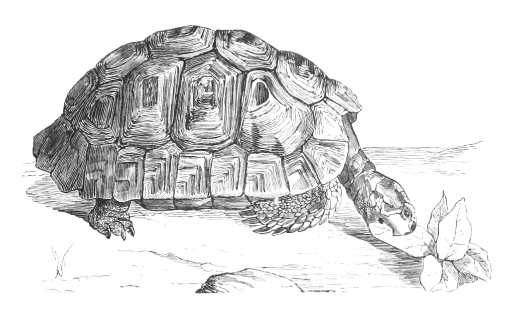 Vintage Greek tortoise drawing from ReusableArt.com
