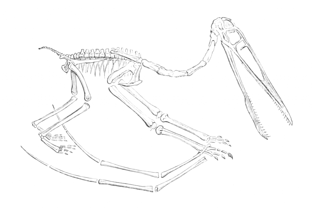 pterodactyle skeleton drawing