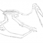 pterodactyle skeleton drawing