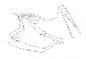 skeleton of pterodactyl