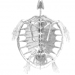 vintage turtle skeleton