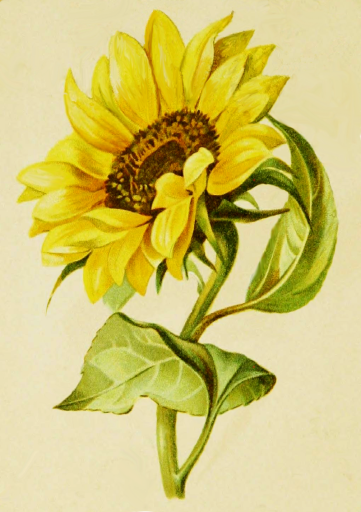 sunflower drawing