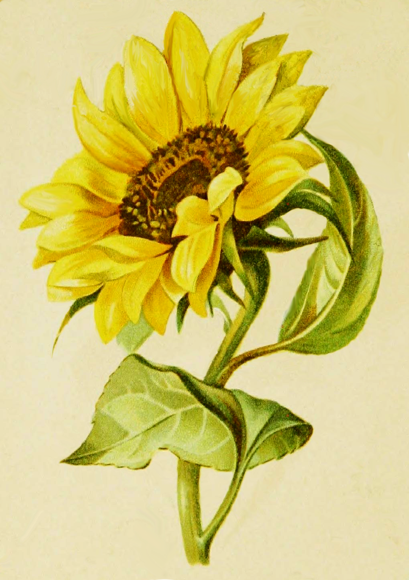 Sunflower Drawing from George Routledge & Sons and ReusableArt.com
