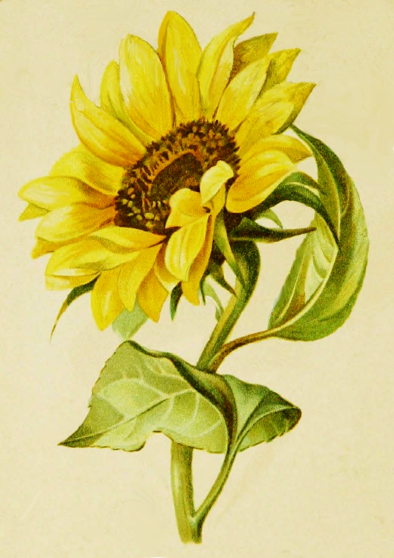 Featured image of post Sunflower Images For Drawing - How to draw a sunflower, realistic sunflower, step by step, drawing guide, by finalprodigy.