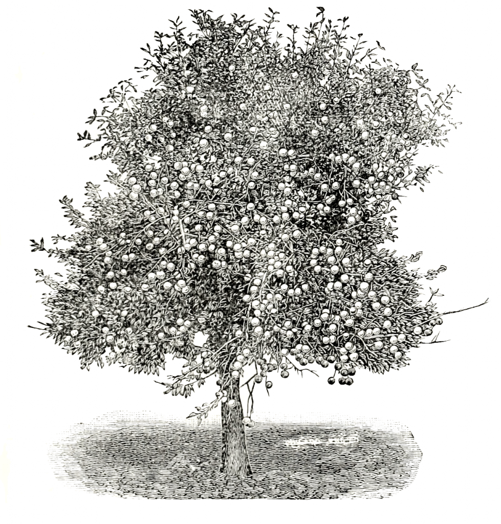 Vintage Apple Tree Drawing - Black and White, Public Domain Catalog Image