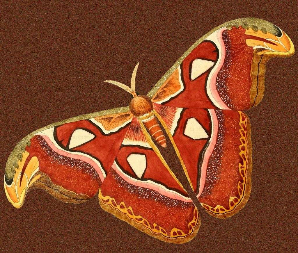 atlas moth illustration