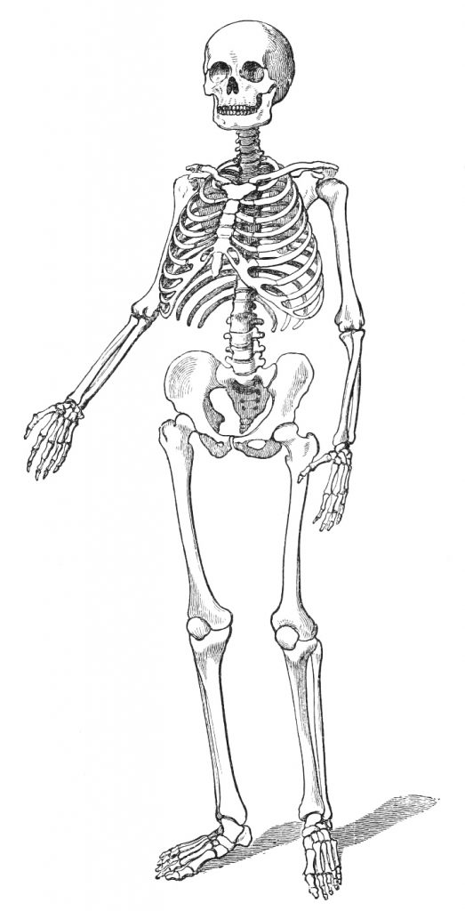 Vintage Human Skeleton Drawing from 1890