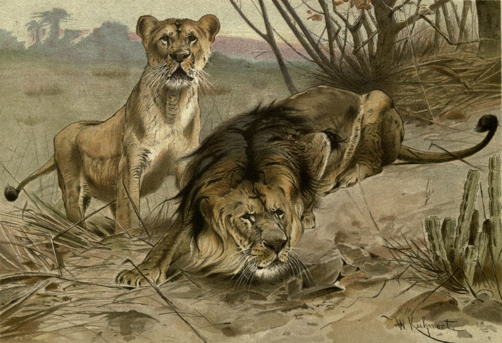 lion and lioness drawing