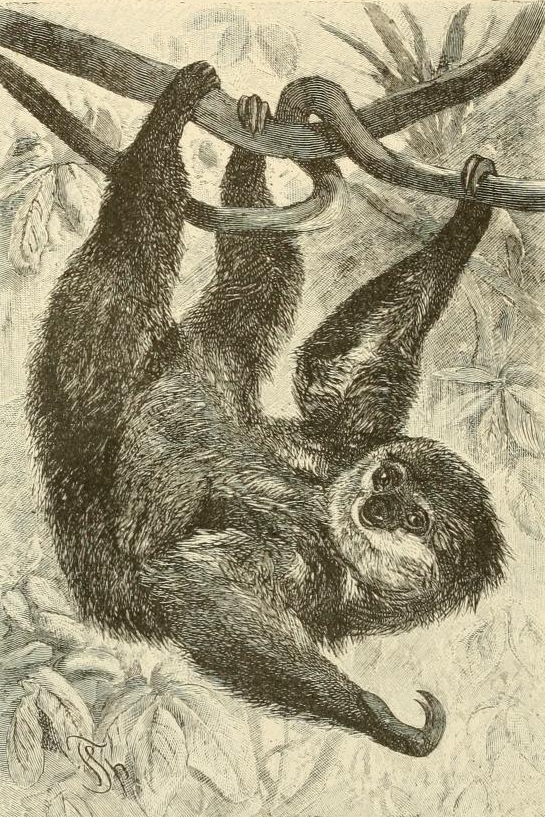 vintage two-toed sloth drawing