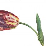 speckled tulip watercolor on white background