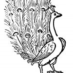 Vintage peacock woodcut