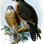 falco peregrinus minor