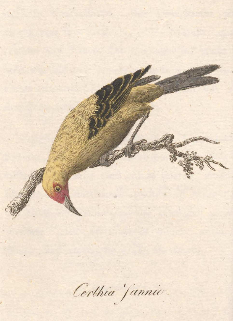 Public Domain Yellow Bird Drawing