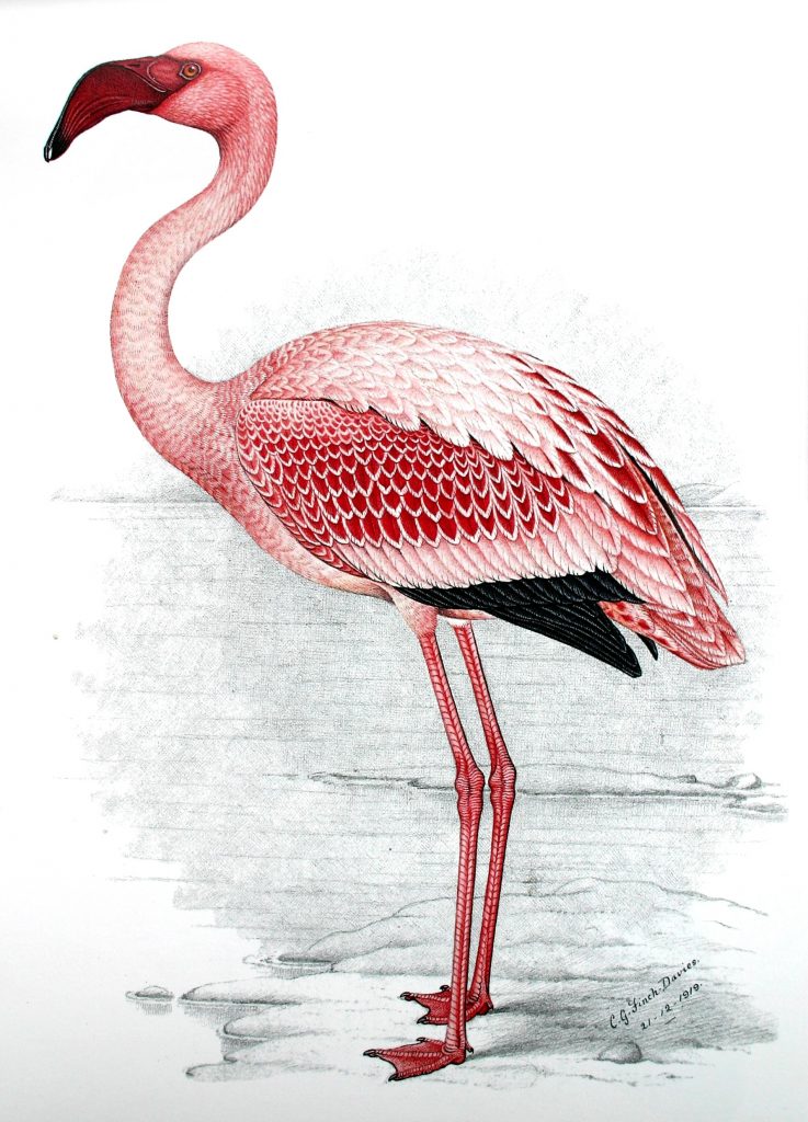 Lesser Flamingo painting by Finch-Davies