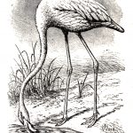 Drawing of a flamingo drinking