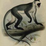 Borneo Monkey Drawing