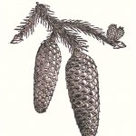 norway spruce pine cones