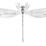 Tactocenmis dragonfly drawing