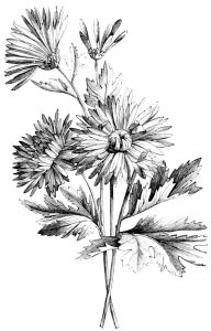 black and white daisies, a public domain engraving from 1867