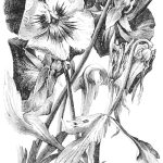 large pansies drawing