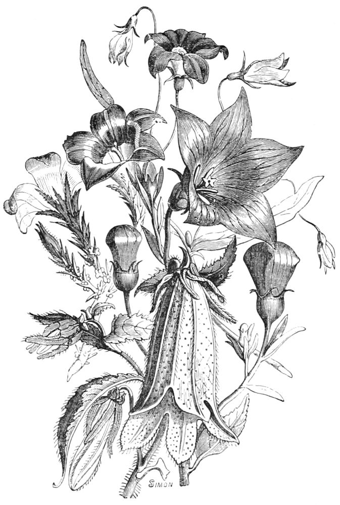 Vintage mixed flowers engraving - public domain and easy to download.