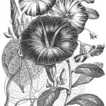 Full page morning glory plate from 1837.