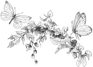Pair of butterflies, a black and white engraving from 1867.