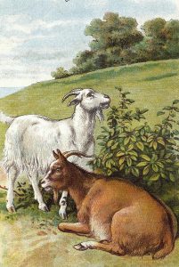 Vintage drawing of a pair of goats.