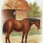 vintage drawing of a pet pony