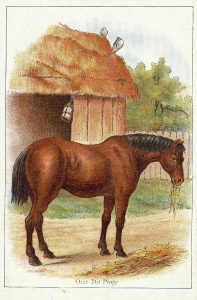 vintage drawing of a pet pony