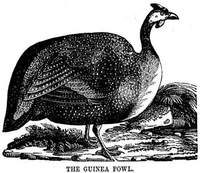 Guinea Fowl - ReusableArt.com