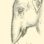 Elephant Images