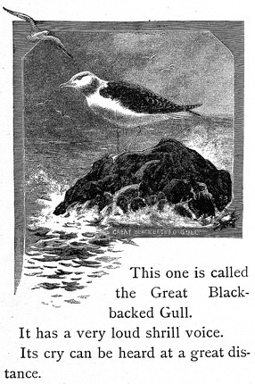 Great Blackbacked Gull - ReusableArt.com
