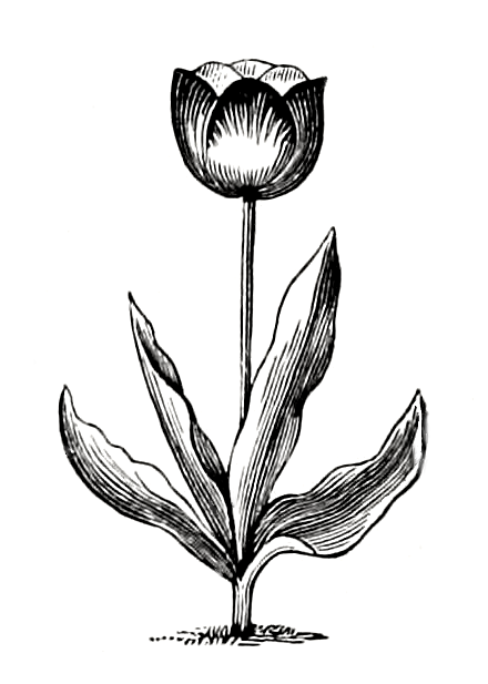 Vintage Tulip Engraving - One of a Pair of Matching Tulip Drawings