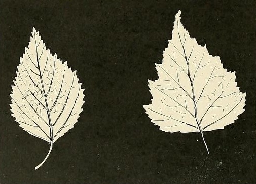 birch-leaves
