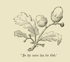 oak leaves and acorns