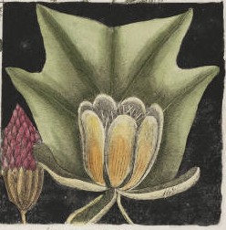 Tulip Tree