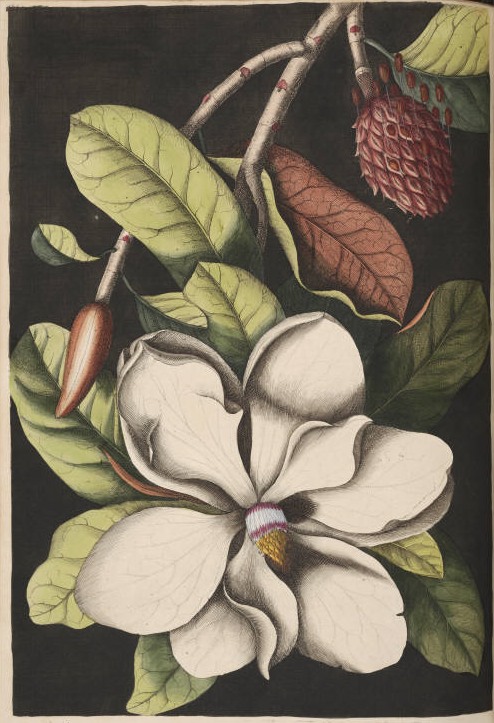 Southern Magnolia Tree Drawing