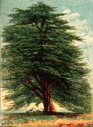 Large Tree Drawing