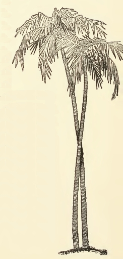 Tall Palm Tree Drawing