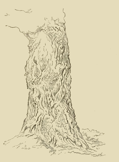 Tree Trunk Study