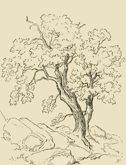 Sketch of a Tree