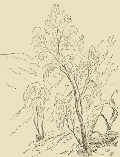 Birch Trees Drawing