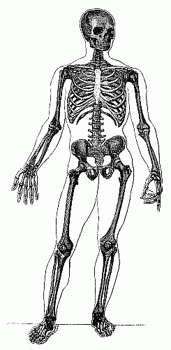 Bones of The Body