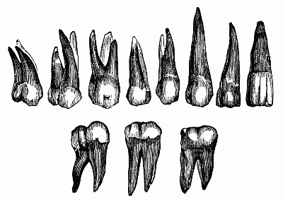 Human Teeth