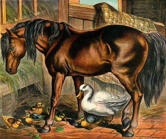 Pony & Duck Family