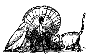 Turkey, Owl and Pussycat