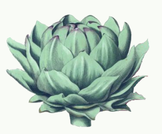 Artichoke Drawing