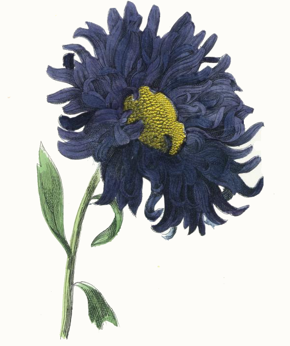 Aster Flower Drawing