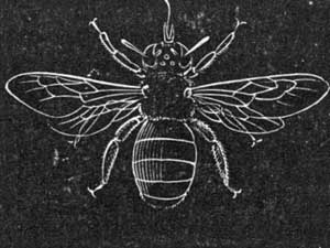 Carpenter Bee Etching